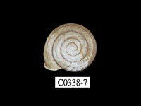 藏品(班卡拉蝸牛)的圖片